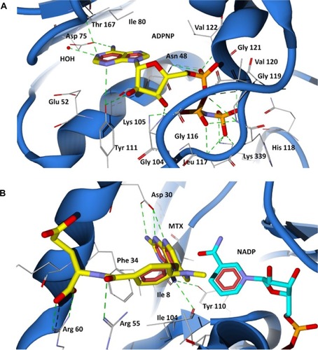 Figure 4 Binding modes of ADPNP and methotrexate in P. aeruginosa GyrB and DHFR active site cavities obtained from docking studies. (A) The nonhydrolyzable analog of ATP (ADPNP) (yellow stick model) docked at ATP binding site of GyrB; (B) DHFR inhibitor methotrexate (yellow stick model) docked at folate binding site of DHFR and the cofactor NADP is shown as aqua stick model.