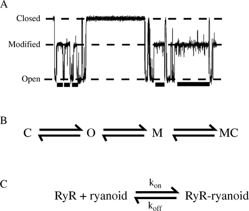 Figure 1.  The working model of the high-affinity interaction of a ryanoid with a RyR2 channel. A section of trace with ryanoid-bound ‘modified’ sections marked as a bar beneath is shown in (A). Open, closed, and modified conductance levels are marked. (B) RyR2, in the absence of ryanoid, flickers between open (O) and closed (C) states. The ryanoid only modifies and unmodifies from the open (O) state. When the ryanoid is bound to the channel, the channel is described as modified (M) and may close from and to the modified level (MC). The ryanoid-bound and ryanoid-unbound closed states are indistinguishable. (C) The simple, bimolecular scheme that describes the reversible interaction. kon and koff are the apparent rates of association of the ryanoid and RyR2 and dissociation respectively.