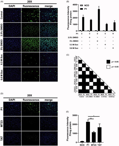 Figure 4. Peptide P1 penetration comparison between penetration enhancer and peptide. (A) Fluorescence microscopy images of peptide P1 (5 μM) incubated with different penetration enhancers. (B) Quantification of fluorescent intensity of peptide P1 (5 μM) incubated with different penetration enhancers. The fluorescence of the cellular uptake was normalized by cellular protein. Values represent mean ± SEM. (C) The corresponding p-value plot between data pairs presenting in Figure 4(B). ANOVA was used to compare the differences between the control and experimental values. (D) Fluorescence microscopy images of peptide P1 (5 μM) and other published CPPs. (E) Quantification of fluorescent intensity of peptide P1 (5 μM) and other published CPPs. The error bars express SEM, the fluorescence of the cellular uptake was normalized by cellular protein. ANOVA was used to compare the differences between the control and experimental values, * indicated p < .05, and ** indicated p <.01.