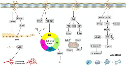 Figure 5. Key molecular anti-cancer pathways mediated by β-sitosterol (Bao et al., Citation2022).
