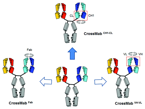 Figure 4. CrossMab principle. Starting from a conventional IgG antibody correct chain association in a bispecific heterodimeric antibody can be achieved using the KiH technology to enforce correct heavy chain heterodimerization in combination with domain crossover of light chain domains to enforce correct light chain association. The three possible light chain domain crossovers are depicted: Fab domain crossover on the left, VH-VL domain crossover on the right and CH1-CL crossover on the top.