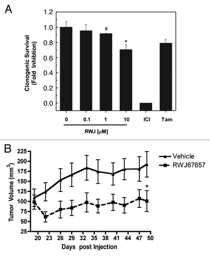 Figure 6. RWJ67657 inhibits breast cancer survival and tumorigenesis. (A) MCF-7 cells were plated at 500 cells per 60 mm2 dish. The following day, cells were treated with RWJ67657 for 10–14 d. Colonies ≥ 30 cells were scored as positive for colony formation. Data are presented as percent of vehicle treated samples. Mean values of ± SEM of three different experiments in triplicate are reported. (B) MCF-7 cells were injected in the mammary fat pads of female overiectomized mice with exogenous estrogen pellets. Tumors were allowed to form over 18 d. Mice were treated i.p with RWJ67657 for 41 d. Tumor volumes were measured every 3 d. Diminished volume of treatment tumors at endpoint were statistically significant from vehicle (*p < 0.05).