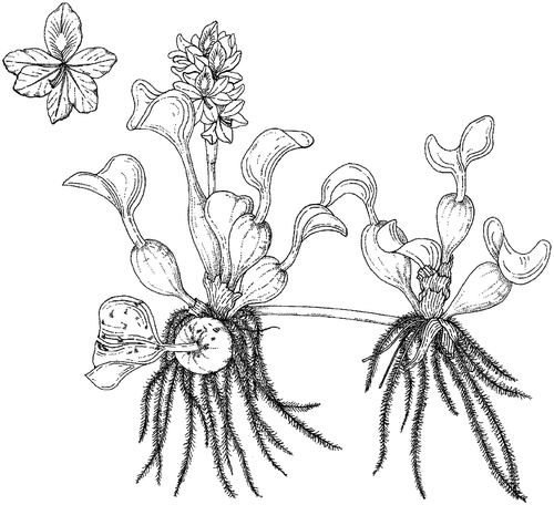 Figure 1. Eichhornia crassipes. Drawn by W. Roux, first published in Henderson and Cilliers (Citation2002).