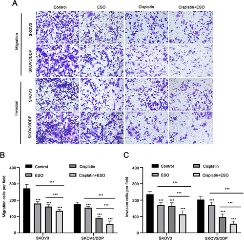 Figure 8 ESO and cisplatin synergistically inhibit the migration and invasion of ovarian cancer cells. (A–C) The Transwell model was used to detect the effect of ESO combined with cisplatin on the migration and invasion of SKOV3 and SKOV3/DDP cells (magnification 100×). Data represent mean ± SD. ***p<0.001.