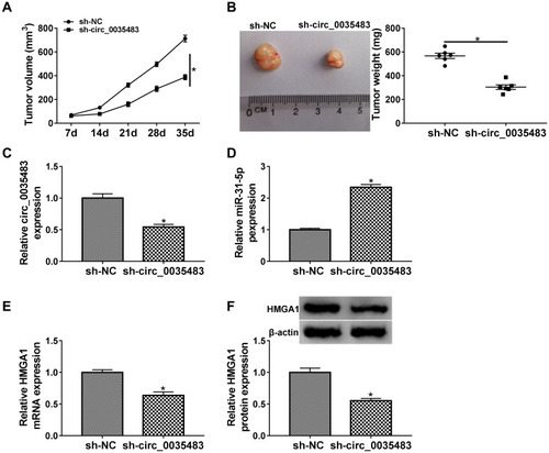 Figure 8 RCC tumor growth in vivo was reduced by downregulation of circ_0035483 via the miR-31-5p/HMGA1 axis. (A and B) Tumor growth was assessed by measuring tumor volume (A) and weight (B) in xenograft model of sh-NC or sh-circ_0035483 group. (C and D) The qRT-PCR was applied to analyze the relative levels of circ_0035483 (C) and miR-31-5p (D) in tumor tissues. (E and F) The quantification of HMGA1 was performed by qRT-PCR and Western blot in tumor tissues. *P < 0.05.