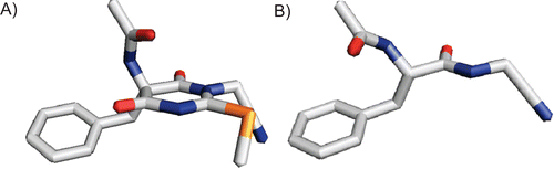 Figure 3.  (A) Three-dimensional representation of the l-phenylalanine-derived enantiomer of compound 3. The values for the dihedral angles are ϕ = −80° and ψ = +124°. (B) For comparison, the corresponding open-chain N-acetyl-phenylalanyl-glycine nitrile in the extended, bioactive conformation (ϕ = −139°, ψ = +135°) is shown. Images prepared with PyMOLCitation29.