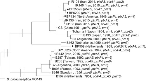 Figure 4. Maximum Parsimony Phylogeny using 2792 SNPs to analyse the relationship between old B. pertussis isolates, vaccine seed isolates and recent isolates from Iran. B. bronchiseptica MO149 used as an outgroup. Isolated marked with black circle are vaccine seeds used in WCV manufactured by Serum Institute of India that is used for immunization in Iran. BP509 and BP134 were also used in WCV in the years when Iran manufactured and used its own vaccine.
