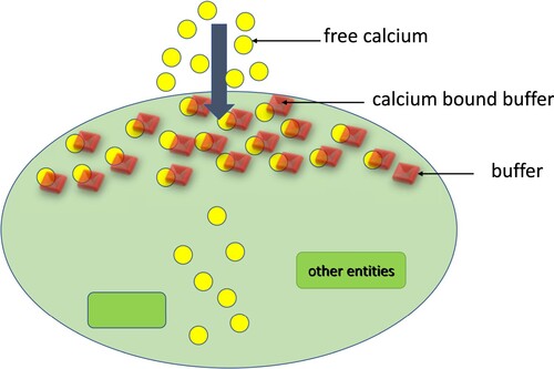 Figure 1. Diagrammatic representation of calcium buffering.