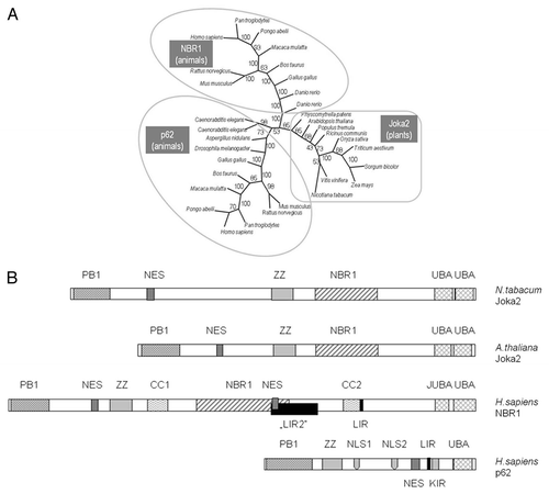 Figure 2 The family of p62/NBR1/Joka2 proteins. (A) The phylogenic tree was constructed using full-length protein sequences by the parsimony methods and 100 bootstrap replicates using SEQBOOT, PROTPARS and CONSENS of the Phylip v.3.69 program package. The bootstrap values are given at the respective branches. The three subfamilies are marked and identified by the name of a typical member (p62, NBR1 or Joka2). The accession numbers of the proteins used in the analysis are shown in Table S1. (B) characteristic domains present in the p62, NBR1 and Joka2 proteins from Nicotiana tabacum, Arabidopsis thaliana and Homo sapiens. Proteins and domains are drawn to scale. See text for details and domains description.