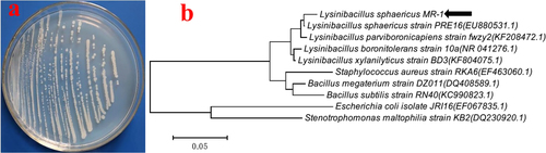 Figure 1. (a) Pure pale-white colonies of L. sphaericus MR-1 isolated from soil by a nutrient agar plate. (b) Phylogenetic tree constructed through the neighbor-joining method based on 16 S rRNA gene nucleotide sequences of L. sphaericus MR-1 and a reference sequence retrieved from NCBI Gen Bank.