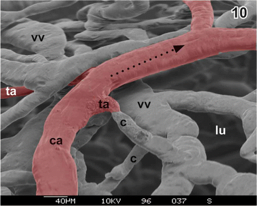 Figure 10. Short terminal arteriole (ta) without narrowing at the origin. Arteries are red. c capillary, ca cystic artery, lu lumen of gallbladder, vv venule.