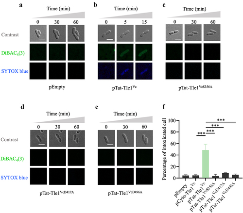 Figure 2. Tle1Vc effector impairs the integrity of bacterial membrane.