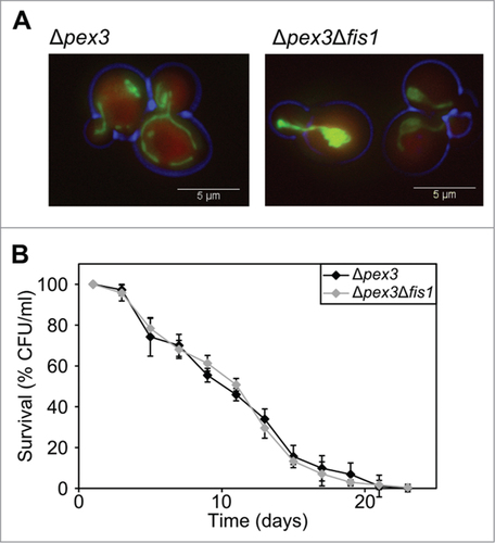 Figure 4. FIS1 deletion in Δpex3 cells has no effect on the CLS. (A) Fluorescence microscopy of Δpex3 and Δpex3Δfis1 cells producing DsRED-SKL or mitoGFP. (B). Chronological lifespan experiment of Δpex3 and Δpex3Δfis1 cells. Data represent mean ± SEM from at least 2 experiments.