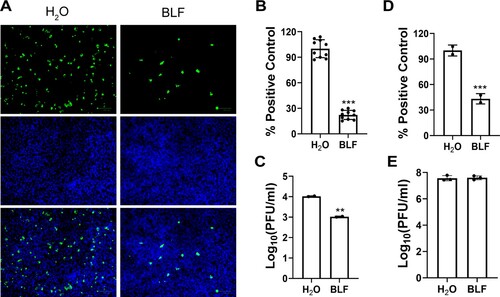 Figure 4. Evaluation of the direct effect of BLF on host cells or viral particles through pretreatment of cells or virus. (A) Representative immunofluorescence images of pretreating cells with 1000 µg/ml BLF or H2O. (B) Quantification of the results from panel (A). (C) Viral titers of HCoV-OC43 from cell culture medium of RD cells pre-treated with H2O or 1000 µg/ml BLF. (D) Expression levels of luciferase reporter gene in SARS-CoV-2 pseudovirus particles infected Vero E6 cells pre-treated with H2O or 1000 µg/ml BLF. (E) Infectious viral titers of HCoV-OC43 virus pre-treated with 1000 µg/ml BLF or H2O. **, p < 0.01; ***, p < 0.001 (student's t-test). Data are mean ± standard deviation of three replicates.