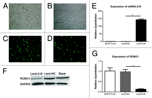 Figure 3. (A–D) Cells transfected with Lenti-218 (A andC) or Lenti-NC (B andD) in regular optical vision and GFP vision (original magnification 100×). (E) Expression of miRNA-218 in cells transfected with lenti-218 or control. The relative quantitations of miRNA-218 in BxPC-3-LN group (blank control), Lenti-NC group, and Lenti-218 group were 1.007 ± 0.1466, 0.7627 ± 0.1704, and 143.5 ± 9.142 respectively. (F) The expression of ROBO1 protein in cells transfected with lenti-218 or control. A lower expressing level of ROBO1 protein was showed in Lenti-218 group compared with Lenti-NC group or Blank control. (G) Expression of ROBO1 in cells transfected with Lenti-218 or control. The relative quantitations of ROBO1 in three groups were 1.024 ± 0.2723, 0.9920 ± 0.1863, and 0.1327 ± 0.04005 respectively. P value < 0.05 was denoted as *.