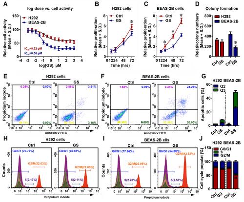 Figure 1 Effect of GS on cell growth and cell cycle. Cell activities of BEAS-2B and H292 cells after treated by GS in series concentrations for 24 h (A). Cell proliferation (B and C), Colony formation (D), cell cycles (E–G), and apoptosis (H–J) of BEAS-2B, H292 cells after 60 nM GS treatment. Shown are representative and expressed as the means ± SD. The bars with different superscripts in each panel were significantly different. Experiments were performed in triplicate for each group, *p< 0.05.