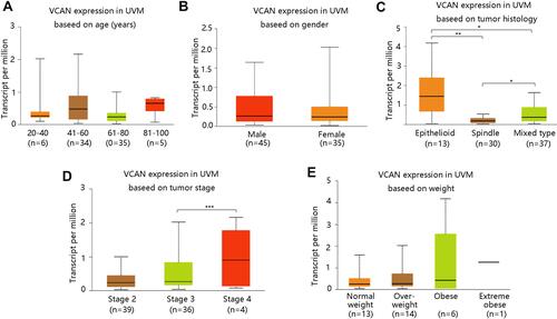 Figure 3 Association of VCAN mRNA expression with clinicopathologic characteristics in UVM. (A) Age. (B) Gender. (C) Tumor histology. (D) Tumor stage. (E) Weight. Normal weight: 18.5≤BMI<25; Overweight: 25≤BMI<30; Obese: 30≤BMI<40; Extreme obese: BMI>40. BMI: body-mass-index. *P <0.05, **P <0.01, ***P <0.001.