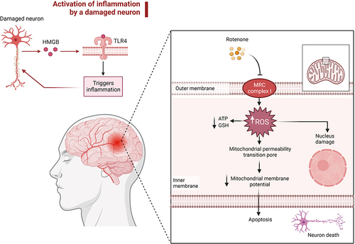 Figure 2 The neurotoxic rotenone induces mitochondrial dysfunction, which leads to neurodegenerative diseases. Reactive oxygen species (ROS) are generated as a result of rotenone’s inhibition of the MRC complex I. Overproduction of ROS reduces the levels of ATP and GSH, which sets off a series of events that lessen its permeability and ultimately lead to the death of brain cells. Created with BioRender.com.