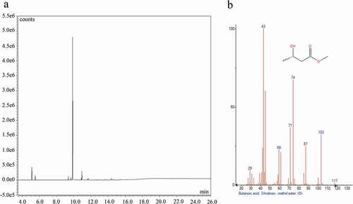 Figure 4. GC-MS analysis of extracted PHB from cultures of B. cereus growing on grape residues. A) Chromatogram in selected ion mode (SIM). B) Comparison of the peak (Rt: 9.87 min) with mass spectra MS library