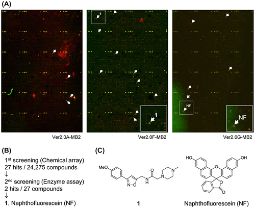 Fig. 1. Chemical array-based screening for MMP-9 inhibitors.