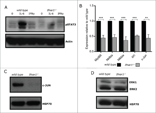 Figure 4. Aberrant expression and activation of signaling intermediaries in unstimulated Ifnar1−/− MEFs. (A) wild type and Ifnar1−/− MEFs were cultured in media alone or treated with 100 U/ml IFNγ or 100 ng/ml IL-6 and 100ng/ml IL-6R for 30mins. Protein lysates were separated by SDS-PAGE and probed with an antibody specific for pSTAT3. Western membrane was re-probed with an antibodies specific for Actin to confirm equivalent loading of proteins. (B) RNA was extracted from untreated wild type and Ifnar1−/− 129/C3H MEFs and mRNA expression of c-Jun, Irf1, Myd88, Nfkbiα and Nfkbie was determined by qRT-PCR. Expression of each gene was normalized to L32 and untreated wild type MEFs. Data represents the mean of 4–6 independent experiments and error bars are SEM. Significance determined by t-test *p < 0.05, **p < 0.01, ***p < 0.001. (C-D) Protein lysates from untreated wild type and Ifnar1−/−MEFs were separated by SDS-PAGE and probed with antibodies specific for (C) c-JUN, and (D) ERK1/2. Western membranes were re-probed with antibodies specific for HSP70 to confirm equivalent loading of proteins.
