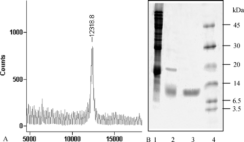 Figure 3 Analysis of the purity of HCB-SunI and determination of the molecular mass. A, 15% gel. (1) ammonium sulfate precipitation of the sunflower seed; (2) product after Sephadex G-75 chromatography; (3) final product after DEAE-Toyopearl column; (4) protein standard.