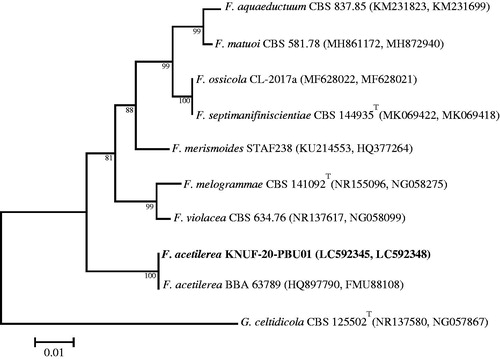 Figure 7. Neighbor-joining phylogenetic tree based on the concatenated sequences of the ITS regions and the LSU gene showing the affiliation of KACC 83036BP with Fusicolla acetilerea among the closest Fusicolla spp. Accession numbers of ITS and LSU sequences are respectively shown in parentheses. Bootstrap values (based on 1000 replications) greater than 80% are shown at branch points. The tree was rooted using Geejayessia celtidicola CBS 125502T as an outgroup. The isolated strain of this study is indicated in bold. Scale bar = 0.01 substitutions per nucleotide position.