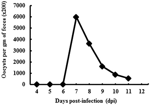 Figure 3. Oocysts shedding patterns of E. tenella in faeces. Note that the peak point of oocyst production for E. tenella is at 7 dpi.