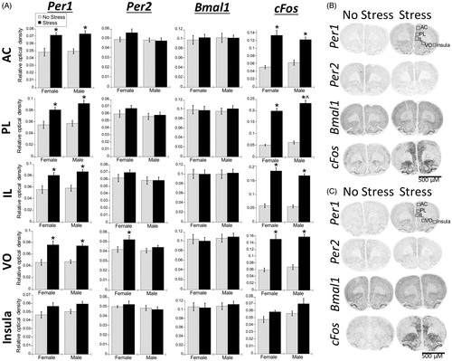 Figure 4. Experiment 1: Effect of stress and sex on gene expression in the PFC and rostral agranular insula (RAI). (A) Acute stress increased Per1 and cFos mRNA throughout the prefrontal cortex (PFC) subregions (anterior cingulate, AC; prelimbic cortex, PL; infralimbic cortex, IL; ventral orbital cortex, VO), and to a lesser extent in the RAI, of male and female rats. Per2 mRNA was also increased by stress, but only in the VO subregion. There was no effect of stress on Bmal1 mRNA. Data are presented as mean ± SEM (*stress effect within same sex condition; ^sex effect within same stress condition; p < .05, FLSD, n = 6 rats per treatment group). (B and C) Representative autoradiographs of gene expression under no stress and stress conditions of female (B) and male (C) rats. See Table 1 for statistical; details.
