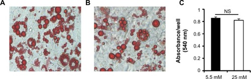 Figure 2 Oil Red O staining of 3T3-L1 adipocytes.