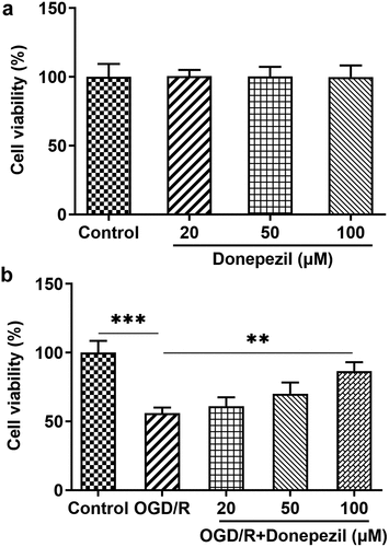 Figure 1. Donepezil increases the cell viability of OGD/R-induced HBMECs. (a) Cell viability of HBMECs treated with donepezil at the concentration of 20, 50, 100 μM was assessed with the help of CCK-8. (b) Cell viability of HBMECs treated with OGD/R and donepezil at the concentration of 20, 50, 100 μM was assessed with the help of CCK-8. Results are the mean ± SD. **P < 0.01, ***P < 0.001.