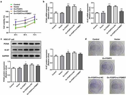 Figure 5. PSMD7 silencing reversed FOXP3 overexpression-promoted gastric cancer cell proliferation and colony formation. (a) The viability of cells transfected with none, Vector, Ov-FOXP3, Ov-FOXP3+ si-NC, Ov-FOXP3+ si-PSMD7, detected by CCK-8 assay. ***P < 0.001 vs Vector; #P < 0.05, ##P < 0.01 vs Ov-FOXP3+ si-NC (B&C) The expression of PCNA and Ki-67 in cells transfected with none, Vector, Ov-FOXP3, Ov-FOXP3+ si-NC, Ov-FOXP3+ si-PSMD7, detected by qPCR and Western blot. *P < 0.05, ***P < 0.001 vs Vector; ##P < 0.01 vs Ov-FOXP3+ si-NC (d) Colonies of cells transfected with none, Vector, Ov-FOXP3, Ov-FOXP3+ si-NC, Ov-FOXP3+ si-PSMD7, observed through colony formation assay.