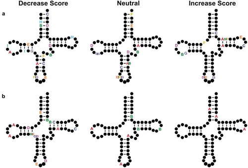Figure 7. tRNA variants with multiple nucleotide changes. The Infernal score was calculated for high confidence tRNAs containing multiple nucleotide changes. Variants that decreased score are shown on the left, variants whose scores were neutral and did not change by more than 1 bit are in the middle and variants whose scores increased are on the right for variants containing (a) two or (b) three polymorphisms in the same allele. Each set of letters represent the position of single nucleotide changes within a single tRNA allele. Variants in the intron or extended variable arm are not shown.