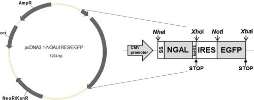 Figure 1. Schematic diagram of the NGAL-expressing bicistronic vector. The tandem sequences (SS, human NGAL coding sequence, His6×, IRES and EGFP sequences) were inserted into pcDNA3.1 as the acceptor vector, with constitutive expression controlled via the cytomegalovirus (CMV) promoter.