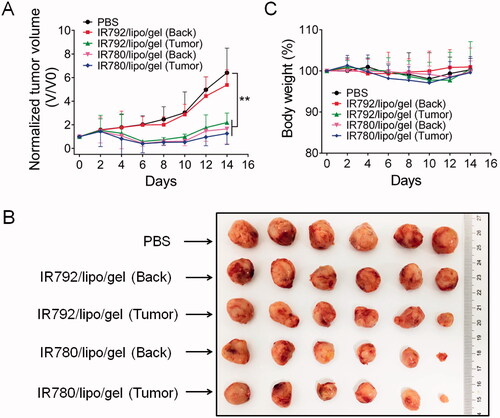 Figure 5. Photothermal anticancer therapy. (A) Antitumor PTT activity of IR780/lipo/gel and IR792/lipo/gel following topically application onto the back of mice in CT-26 colon cancer model. Outliers were removed to improve accuracy of the statistical results. (B) Images of excised tumors on day 14 after treatment. (C) Body weight changes over the treatment period. Data are presented as the means ± SD (n = 6). **p< .01, vs. the indicated groups.