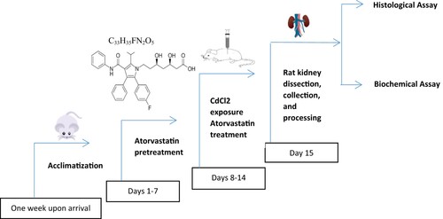Figure 1. The time schedule for experimental rat treatments.