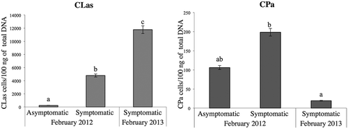 Fig. 4 Comparative detection of ‘Ca. L. asiaticus’ and ‘Ca. P. asteris’ by quantitative PCR of symptomatic and asymptomatic Mexican lime branches. Samples were collected from a commercial citrus grove in Tecomán, Colima, located in the Pacific coast of Mexico in February 2012 and February 2013. Concentration of CPa and CLas expressed as cells/100 ng of DNA. Different letters indicate statistically significant differences (P < 0.05), vertical lines are standard errors (SE). Differences were determined by Statgraphics Centurion XVI and significantly different means (P < 0.05) were separated by the LS means method.