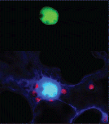 Figure 2 In planta interaction between AtSWP1 and AtCZS as detected by bimolecular fluorescence complementation (BiFC). (A) Reconstituted fluorescence of N-terminal and C-terminal halves of YFP fused to the interacting AtSWP1 and AtCZS proteins, respectively. (B) Merged images of the reconstituted YFP signal, co-expressed free CFP that identifies the cell nucleus and outlines the expressing cell, and plastid auto-fluorescence YFP signal is in green, CFP signal is in dark blue, overlapping YFP and CFP signals are in light blue, and plastid autofluorescence is in red. Images are a single confocal section. For further detail, see reference Citation6.