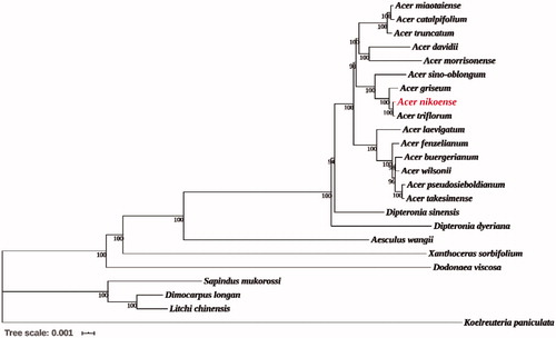 Figure 1. Phylogenetic tree reconstruction of 24 species using maximum-likelihood (ML) based on the complete chloroplast genome sequences of A. nikoense and other 23 species. There are the bootstrap support values from 1000 replicates given at each node. Their accession numbers are as follows: Acer buergerianum: NC_034744; Acer catalpifolium: NC_041080; Acer davidii: NC_030331; Acer fenzelianum: NC_045527; Acer griseum: NC_034346; Acer pseudosieboldianum: NC_046487; Acer laevigatum: NC_042443; Acer miaotaiense: NC_030343; Acer morrisonense: NC_029371; Acer sino-oblongum: NC_040106; Acer takesimense: NC_046488; Acer triflorum: MN602455; Acer truncatum: NC_037211; Acer wilsonii: NC_040988; Aesculus wangii: NC_035955; Dimocarpus longan: NC_037447; Dipteronia dyeriana: NC_031899; Dipteronia sinensis: NC_029338; Dodonaea viscosa: NC_036099; Litchi chinensis: NC_035238; Koelreuteria paniculata: NC_037176; Sapindus mukorossi: NC_025554; Xanthoceras sorbifolium: NC_037448.