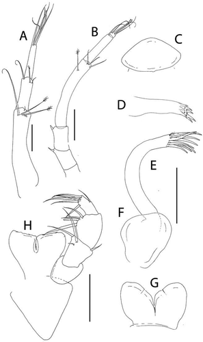 Figure 35. Pseudotanais livingstoni sp. nov., (a), antennule; (b), antenna; (c), labrum; (d), mandibular molar; (e), maxillule; (f), maxilla; (g), labium; (h), maxilliped. Scale lines = 0.1 mm