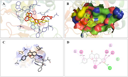 Figure 16. Interaction analysis of 14 with PARP1. (A) Overlay of 14 (yellow) with co-crystallized ligand (red). (B) Orientation of 14 in the active site of PARP1 protein. (C) 3D docked pose of 14 showing hydrogen bond interaction. (D) 2D docked pose of 14 showing hydrogen bond and hydrophobic interactions in the active site of PARP1 protein.