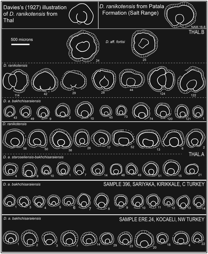 Figure 12. Embryon features and variation in D. archiaci bakhchisaraiensis, D. archiaci ex. interc. staroseliensis-bakhchisaraiensis, D. ranikotensis and D. aff. fortisi from the samples THAL.A, B and samples 396 and ERE.24 from early Eocene of Turkey. Davies’s (Citation1927) only illustration of D. ranikotensis embryon from Thal is redrawn and shown here. D. ranikotensis from the upper part of Patala Formation in Nammal Gorge Section (Salt Range) is illustrated. The labels denote specimen numbers in the sample. NAM = Sample Nammal Gorge (unpublished data of M. Hanif, N. Ali, & E. Özcan).