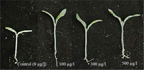 Figure 2. Comparison of the size of seedlings germinated from tomato seeds treated with AFP I (100, 300, and 500 µg/l) and control (0 µg/l).