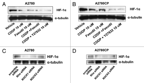 Figure 3. The inhibitory effect on HIF-1α expression of cisplatin and fasudil on ovarian cancer cell lines. Cells were serum-starved overnight and treated with drug-free medium (lane: vehicle), 10 μM cisplatin (lane: CDDP), 10 μM fasudil (lane: Fasudil), 10 μM cisplatin + 10 μM fasudil (CDDP + Fasudil), or 10 μM cisplatin + 10 μM Y27632 (CDDP + Y27632) for 6 h. The lysates were subjected to western blotting using anti-HIF-1α or anti-α-tubulin antibody in A2780 (A) and A2780CP (B) cells as described in Materials and Methods. The efficiency of siRNA on the inhibition of HIF-1α protein expression was examined by western blotting. Cells were transfected with 100 nmol/L scramble, anti-Rho, -ROCK1 or -ROCK2 siRNA. After 24 h incubation, each lysate was subjected to western blotting using anti-HIF-1α or anti-α-tubulin antibody in A2780 (C) and A2780CP (D) cells as described in Materials and Methods.
