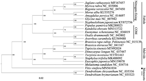 Figure 1. The phylogenetic tree of Turpinia montana with other species.