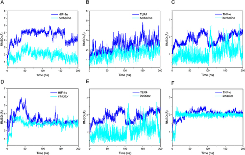 Figure 6 RMSD Charts During the Molecular Dynamics Simulation Process. (A) HIF-1α-BBR. (B) TLR4-BBR. (C) TNF-α-BBR. (D) HIF-α-KC7F2. (E) TLR4-KC7F2. (F) TNF-α-KC7F2.