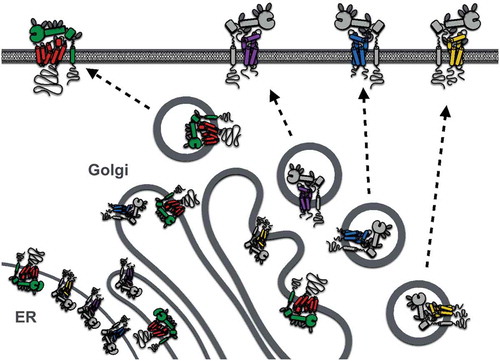 Figure 2. Regulation of ADAM10 and ADAM17 exit from the endoplasmic reticulum (ER), enzymatic maturation, and trafficking to the plasma membrane by TspanC8s and iRhoms, respectively. Only Tspan14, 15, 33, and iRhom2 are depicted because of their expression in human platelets. Enzymatic maturation involves cleavage of the ADAM prodomain in the Golgi by proprotein convertases.