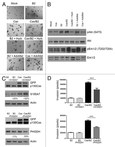 Figure 6. CBS, S100A7, and PHGDH are crucial regulators of Cas/B2 invasion. (A) Representative phase contrast images taken at day 19 of acinar structures formed by unmodified, untreated mock cells (control) and by B2 or Cas or Cas/B2 cells plated in 3D and left untreated or treated with the CBS inhibitor Hydroxylamine (Hydr.) or with the CBS activator S-adenosyl methionine (AdoMet) (panels a-h) as described in the Materials and Methods section. Scale bars, 100 μm. On day 19, acinar structures were recovered and lysed. (B) Total protein cell extracts were analyzed by immunoblot and probed with antibodies to pAkt S473, Akt, pErk1/2 Thr202/Tyr204 and Erk1/2. (C) B2 or Cas or Cas/B2 cells were transduced or not with lentiviral vectors carrying S100A7 cDNA. Total cell extracts showing the levels of S100A7 overexpression (upper panel) and PHGDH downregulation (lower panel) are shown. Actin is provided as loading control. Protein modulations were calculated relative to B2 levels, normalized on actin loading controls and expressed as percentages. (D) B2 and Cas cells overexpressing S100A7 or downregulated for PHGDH were subjected to Transwell invasion assays. After 48 h, cells were fixed and stained. Quantification of cells that invaded through the Matrigel/Collagen matrix from two experiments performed in triplicate and statistical analysis were done as described in Materials and Methods (***p < 0.0001).