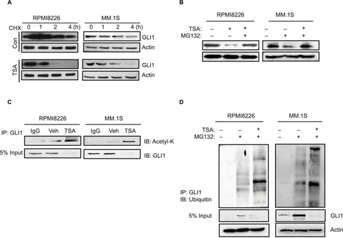 Figure 3 TSA enhances the degradation of GLI1.Notes: (A) GLI1 protein degradation in RPMI8226 and MM.1S cells treated with 5 μM TSA for 24 h and then 20 μM cycloheximide for up to 4 h. (B) Accumulation of GLI1 protein in RPMI8226 and MM.1S cells treated with 5 μM TSA and 10 μM MG132 for 48 h. (C) Immunoprecipitation assay showed the acetylation status of GLI1 in TSA-treated RPMI8226 and MM.1S cells. (D) Ubiquitination status of GLI1 in TSA-treated RPMI8226 and MM.1S cells were detected with immunoprecipitation. Representative images are from at least three independent experiments.Abbreviations: TSA, trichostatin A; CHX, cycloheximide; Con, control; Veh, vehicle; IB, immunoblot; IP: Immunoprecipitation.