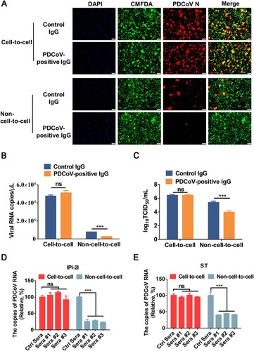 Figure 7. Cell-to-cell transmission of PDCoV is resistant to immune sera. (A-C) PDCoV-infected IPI-2I cells were mixed with uninfected IPI-2I cells and cocultured in the presence of PDCoV-positive IgG or control IgG for 24 h. The cells were collected and subjected to IFA (A), RT-qPCR (B), or TCID50 assay (C). (D, E) PDCoV-infected IPI-2I (D) and ST (E) cells were cocultured with IPI-2I and ST cells separately in the presence or the absence of immune sera for 24 h. Relative viral RNA copy numbers were plotted by setting the values of control sera group to 100% for statistical analyzes. ***, P < 0.001. ns, not significant.